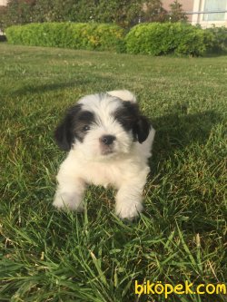 Morkie 1