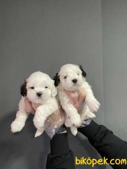 MORKIE BEBEK GÜZELLİĞİ 1