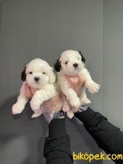 MORKIE BEBEK GÜZELLİĞİ 3