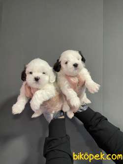 MORKIE BEBEK GÜZELLİĞİ 5