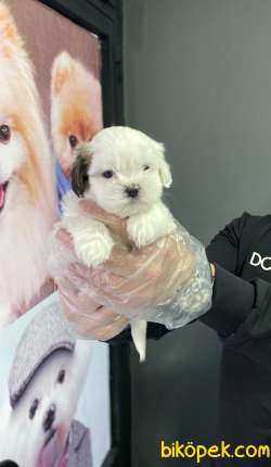 MORKIE BEBEK GÜZELLİĞİ 2