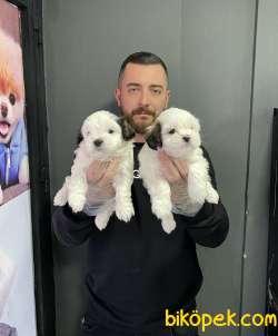 MORKIE BEBEK GÜZELLİĞİ 4