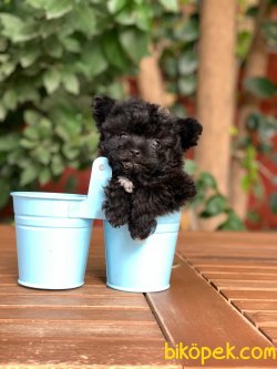Morkie Güzelliği 2