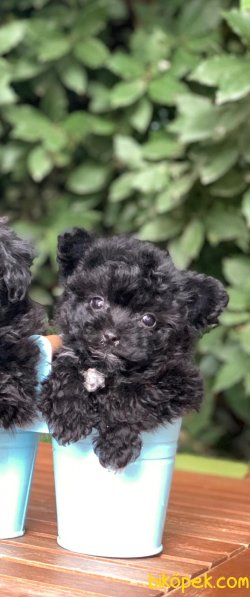 Morkie Güzelliği 3