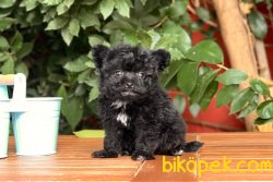 Morkie Güzelliği 1
