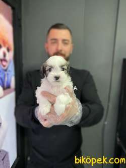 MORKIE GÜZELLİĞİ 1