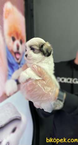MORKIE GÜZELLİĞİ 3