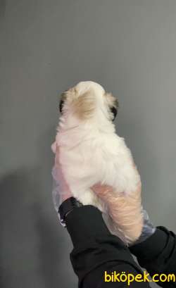 MORKIE GÜZELLİĞİ 2