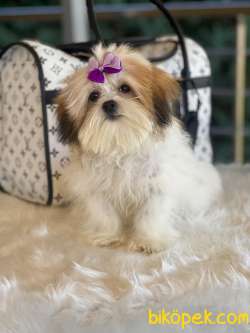 Morkie Güzelliği 1