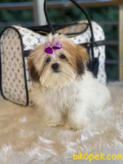 Morkie Güzelliği 2