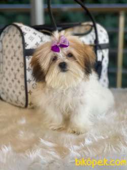 Morkie Güzelliği 3