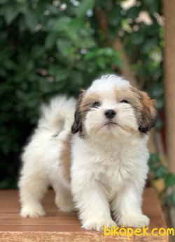 Morkie Güzellikleri 1