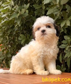 Morkie Güzellikleri 2