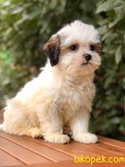 Morkie Güzellikleri 3