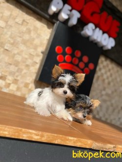 Morkie Güzelliklerimiz 2