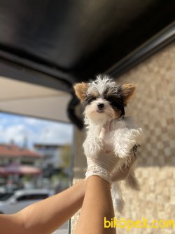 Morkie Güzelliklerimiz 1