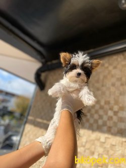 Morkie Güzelliklerimiz 3