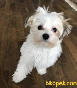 Morkie Mini Boy Yavrular 1