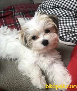 Morkie Mini Boy Yavrular 2