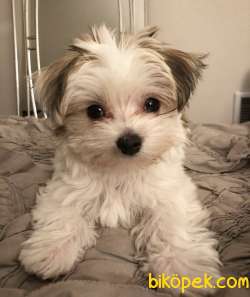 Morkie Mini Boy Yavrular 3