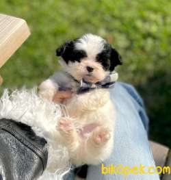 Morkie Mix Irk Yavrular 2