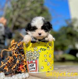 Morkie Mix Irk Yavrular 4