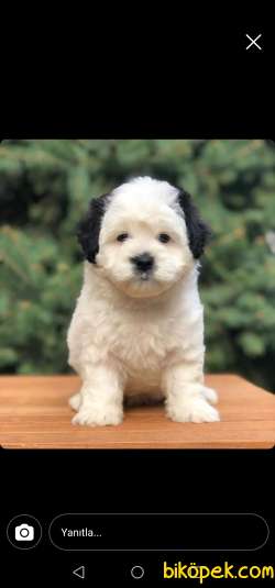 Morkie Safkan Yavrumuz 2,5 Aylık 3
