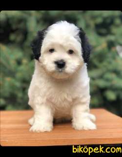 Morkie Safkan Yavrumuz 2,5 Aylık 1