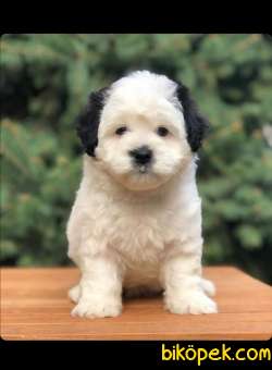 Morkie Safkan Yavrumuz 2,5 Aylık 2