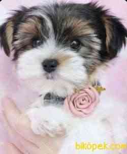 Morkie Sevimli Mini Boy Yavrular 3