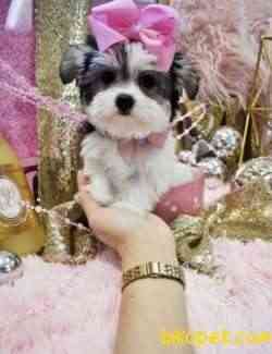 Morkie Sevimli Mini Boy Yavrular 1