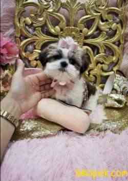 Morkie Sevimli Mini Boy Yavrular 2