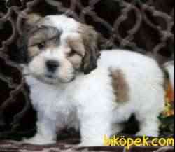 Morkie Mini Boy Tatlı Yavrular 3