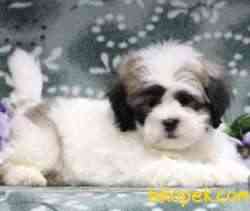 Morkie Mini Boy Tatlı Yavrular 2