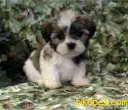 Morkie Mini Boy Tatlı Yavrular 1