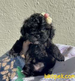 Morkie Sıfır Burun Mini Tip Yuvarlak Surat Yavrular 4