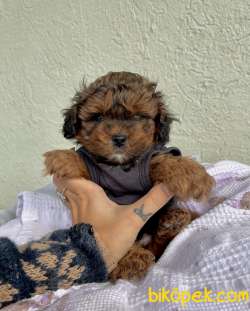 Morkie Sıfır Burun Mini Tip Yuvarlak Surat Yavrular 3
