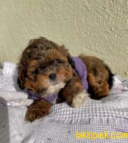 Morkie Sıfır Burun Mini Tip Yuvarlak Surat Yavrular 1