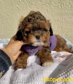 Morkie Sıfır Burun Mini Tip Yuvarlak Surat Yavrular 5