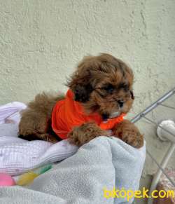 Morkie Sıfır Burun Mini Tip Yuvarlak Surat Yavrular 2