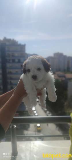 Morkie Teacup 5