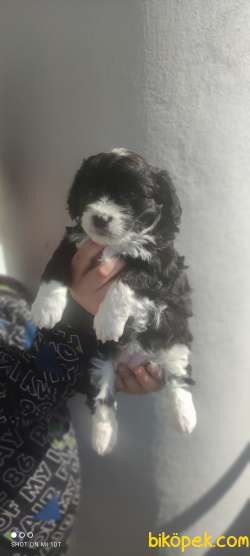 Morkie Teacup 1