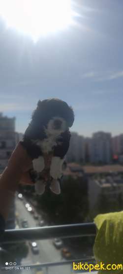 Morkie Teacup 2