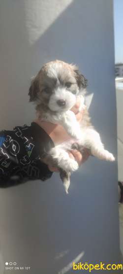 Morkie Teacup 4