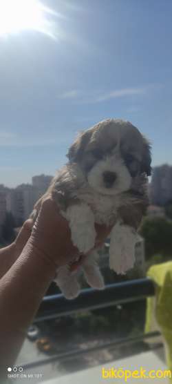 Morkie Teacup 3