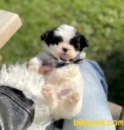 Morkie Teacup İpek Tüylü Yavrularımız 3