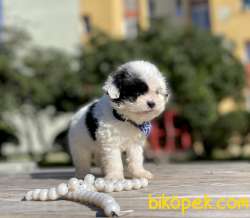 Morkie Teacup İpek Tüylü Yavrularımız 2