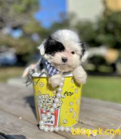 Morkie Teacup İpek Tüylü Yavrularımız 1