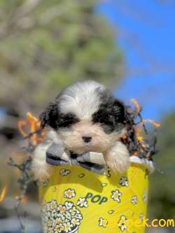 Morkie Teacup İpek Tüylü Yavrularımız 4