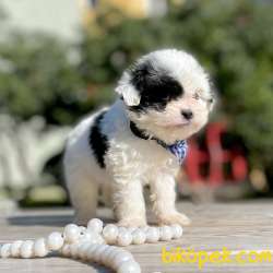 Morkie Teacup Yavrularımız 2